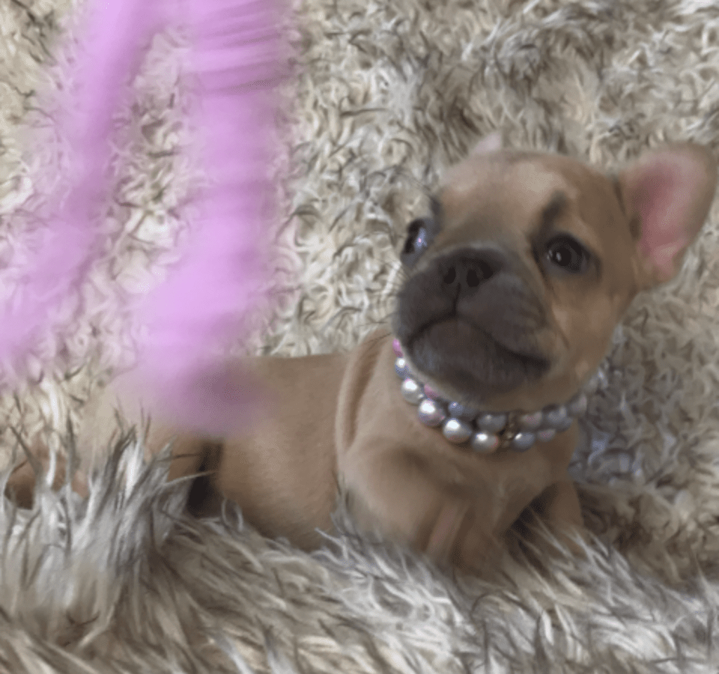Ruby | Lilac Fawn French Bulldog Female | Born February 27th 2023