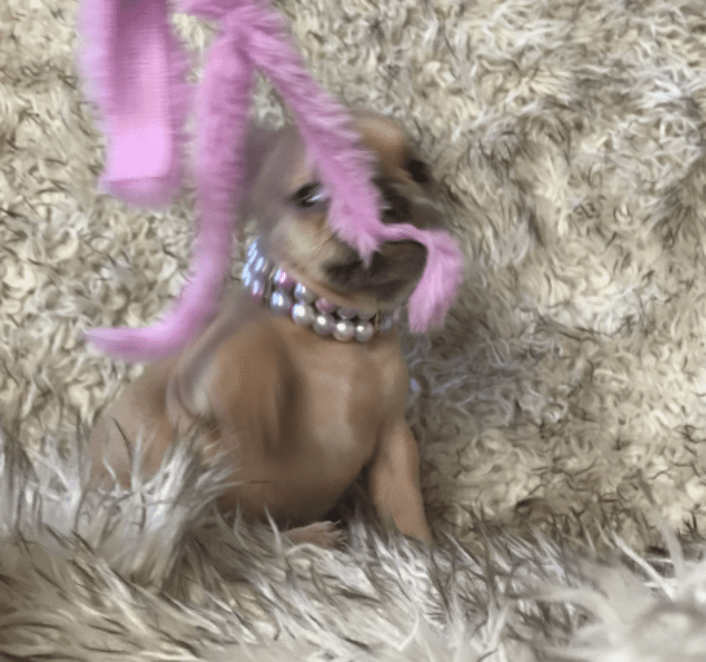 Ruby | Lilac Fawn French Bulldog Female | Born February 27th 2023