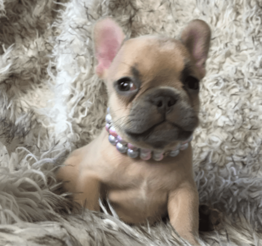 Ruby | Lilac Fawn French Bulldog Female | Born February 27th 2023