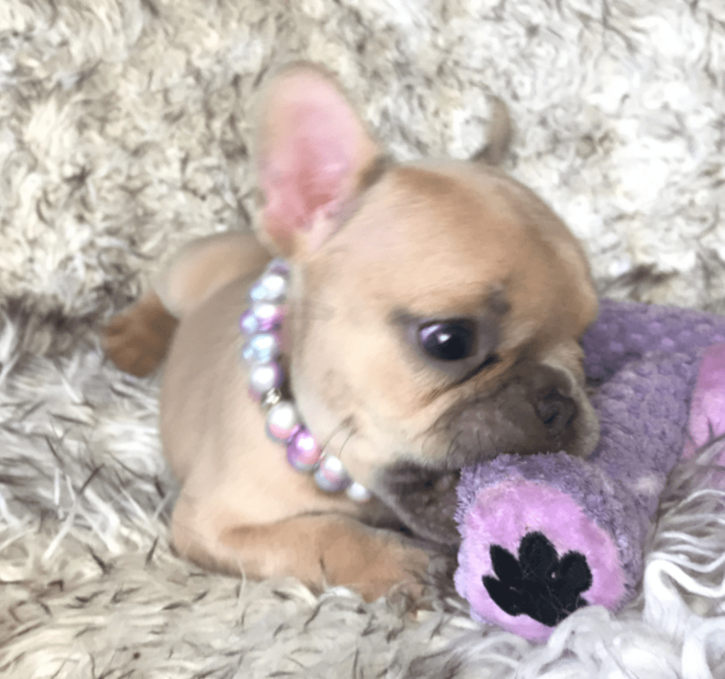 Ruby | Lilac Fawn French Bulldog Female | Born February 27th 2023