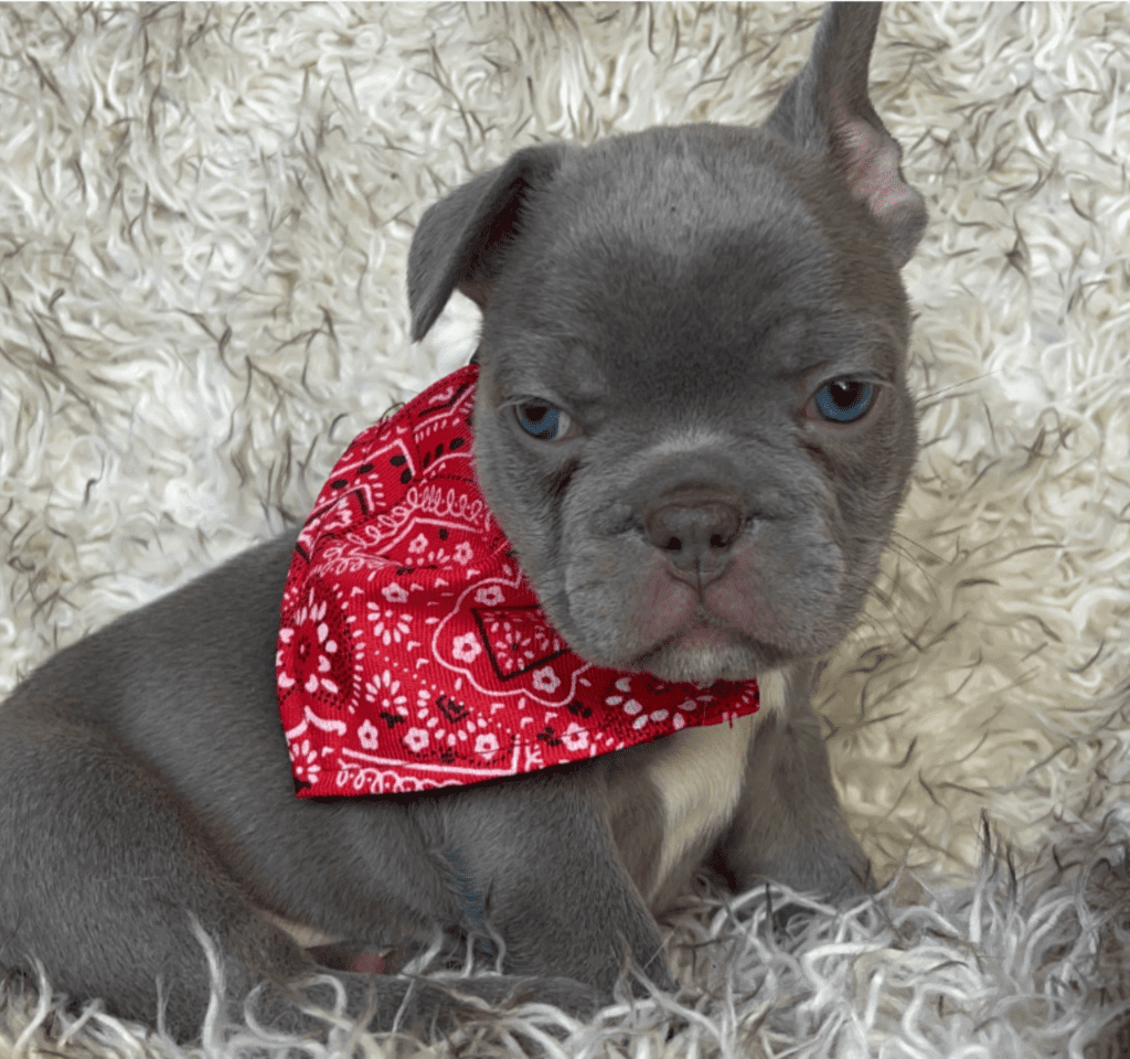 Reno | Lilac French Bulldog Male | Born February 27th 2023 | Reserved