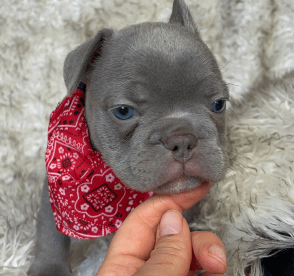Reno | Lilac French Bulldog Male | Born February 27th 2023 | Reserved