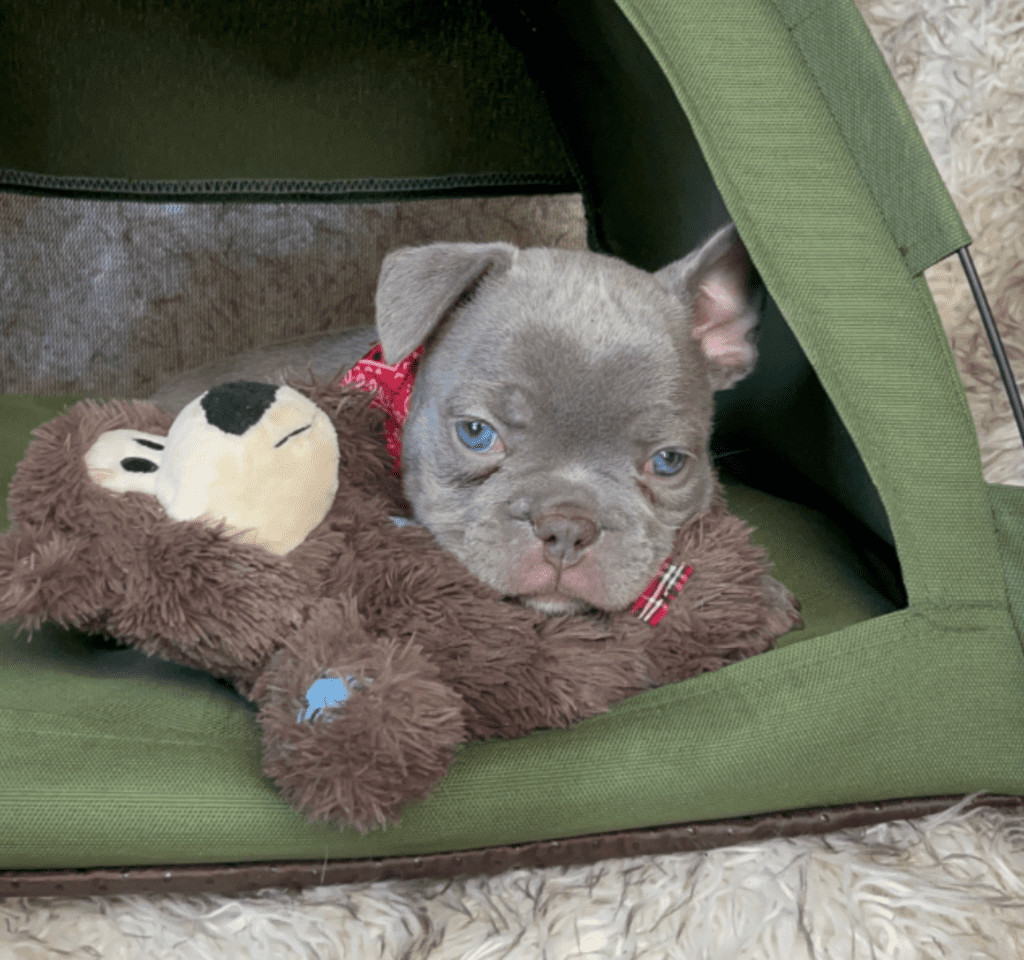 Reno | Lilac French Bulldog Male | Born February 27th 2023 | Reserved