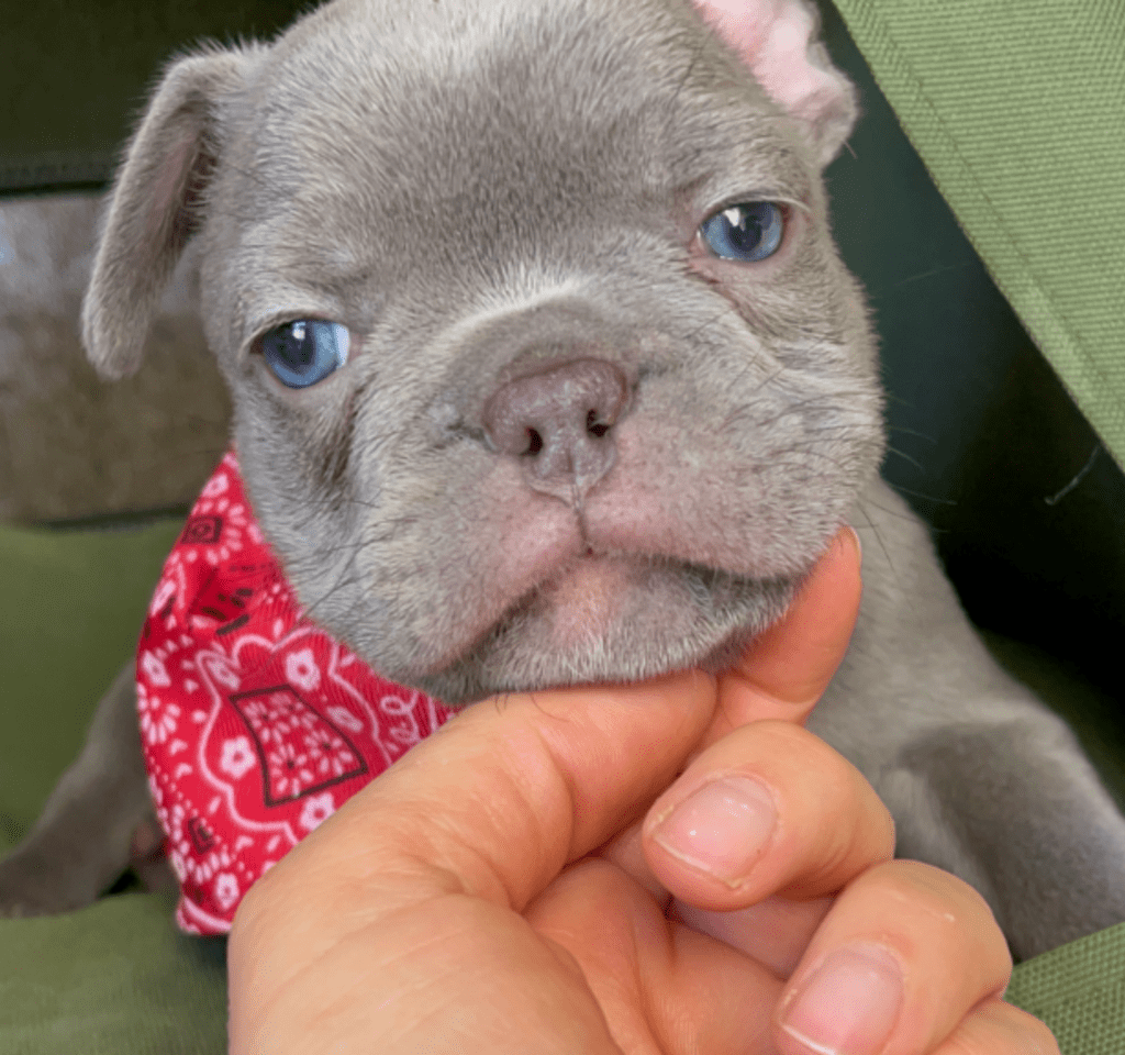 Reno | Lilac French Bulldog Male | Born February 27th 2023 | Reserved