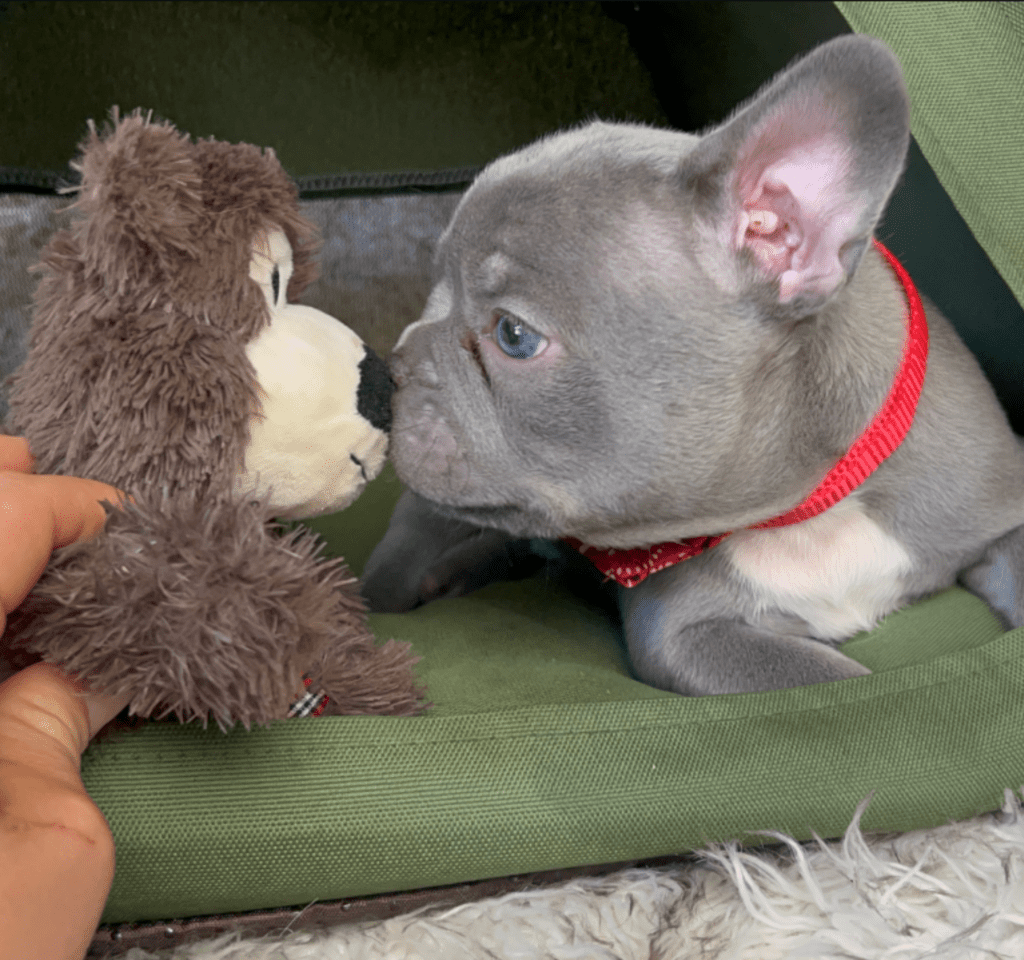 Reno | Lilac French Bulldog Male | Born February 27th 2023 | Reserved
