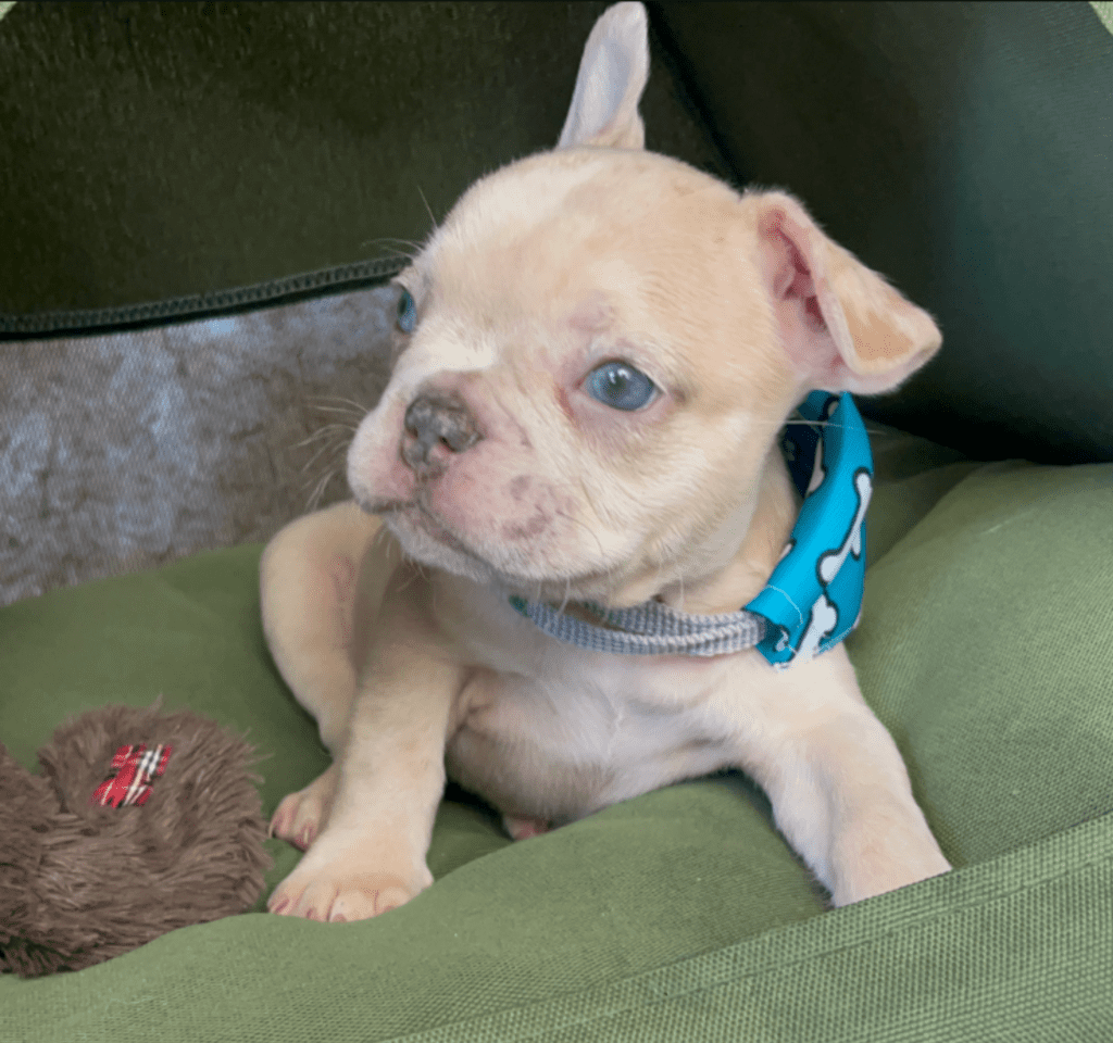 Rome | Lilac Fawn Merle French Bulldog Male | Born February 27th 2023 | Reserved