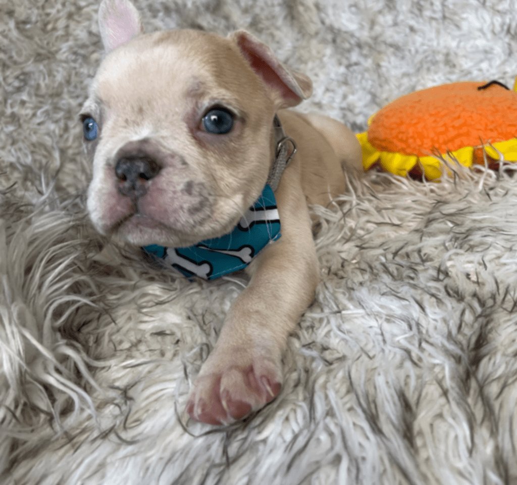 Rome | Lilac Fawn Merle French Bulldog Male | Born February 27th 2023 | Reserved