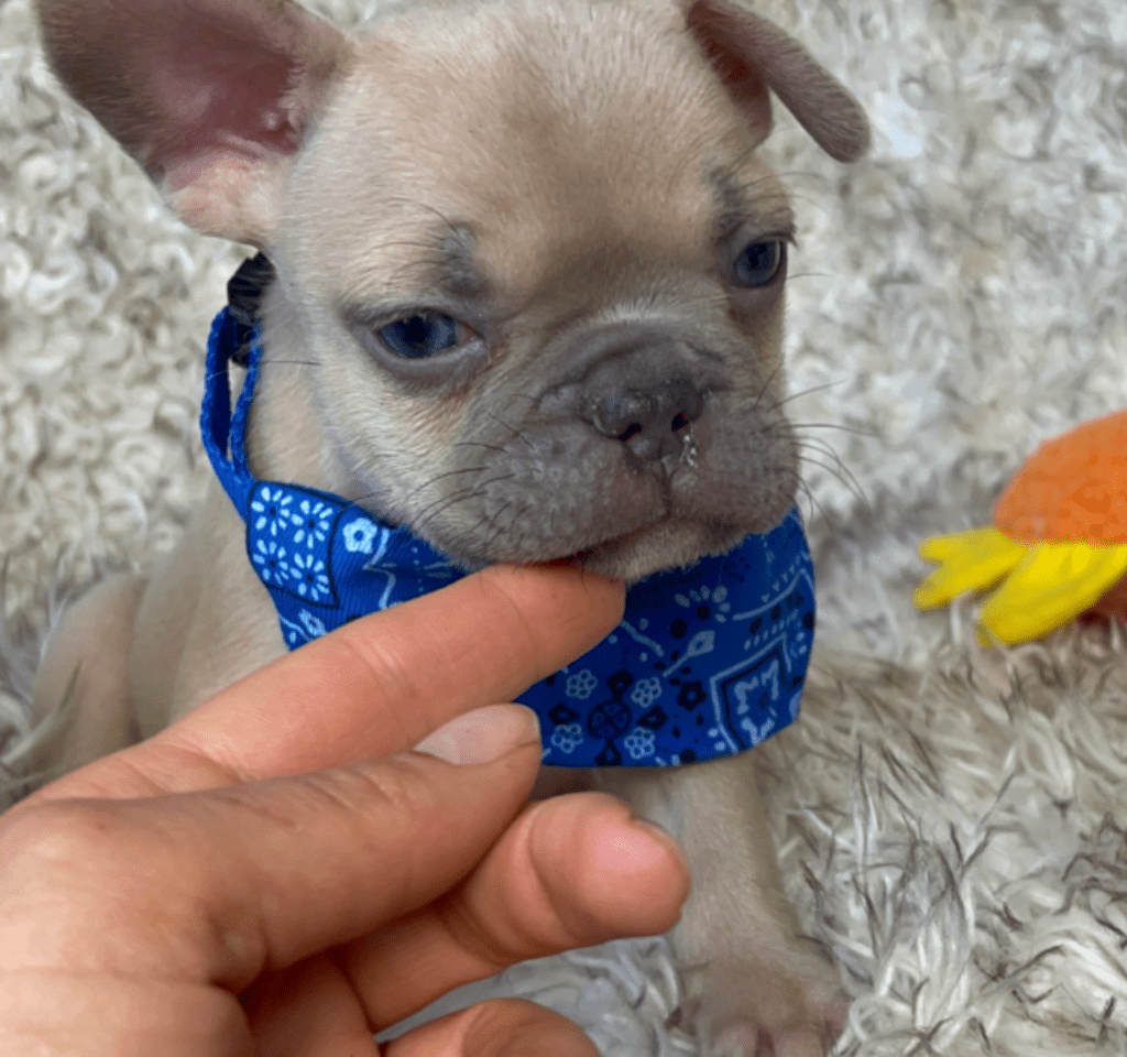 Rush | Lilac Fawn French Bulldog Male | Born February 27th 2023 |
