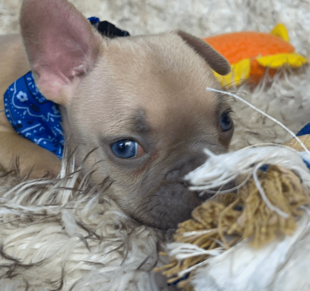 Rush | Lilac Fawn French Bulldog Male | Born February 27th 2023 |