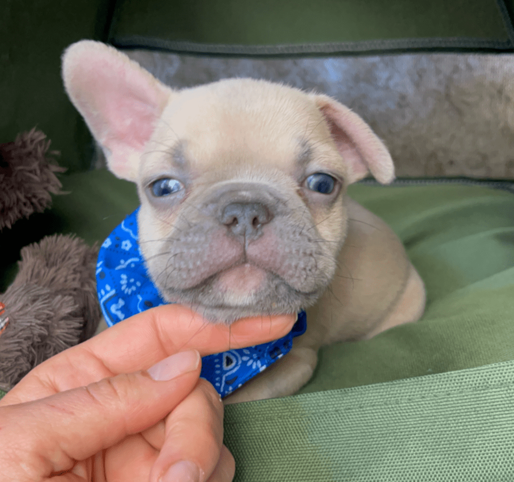Rush | Lilac Fawn French Bulldog Male | Born February 27th 2023 |