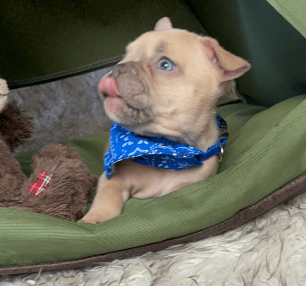 Rush | Lilac Fawn French Bulldog Male | Born February 27th 2023 |