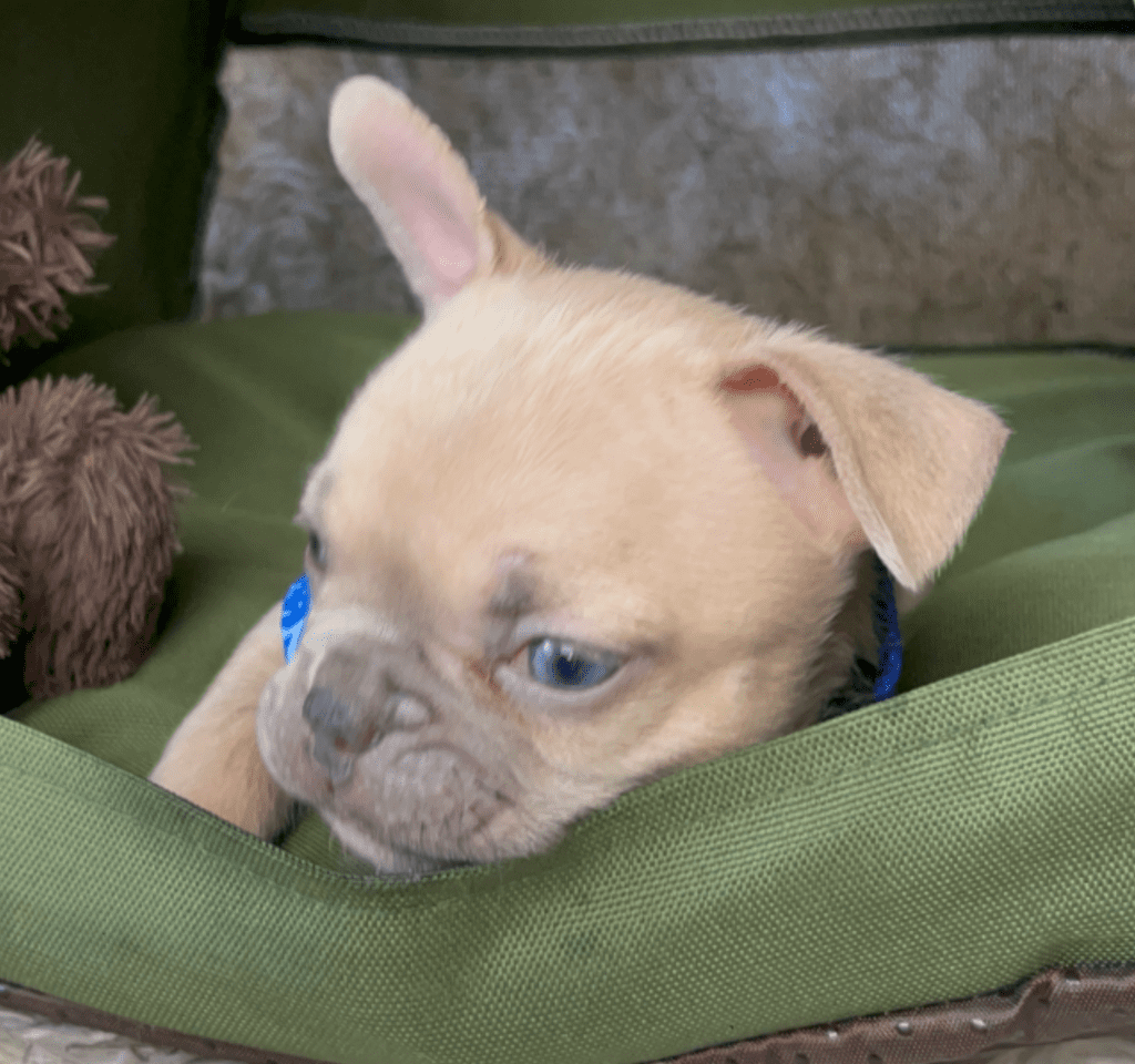 Rush | Lilac Fawn French Bulldog Male | Born February 27th 2023 |