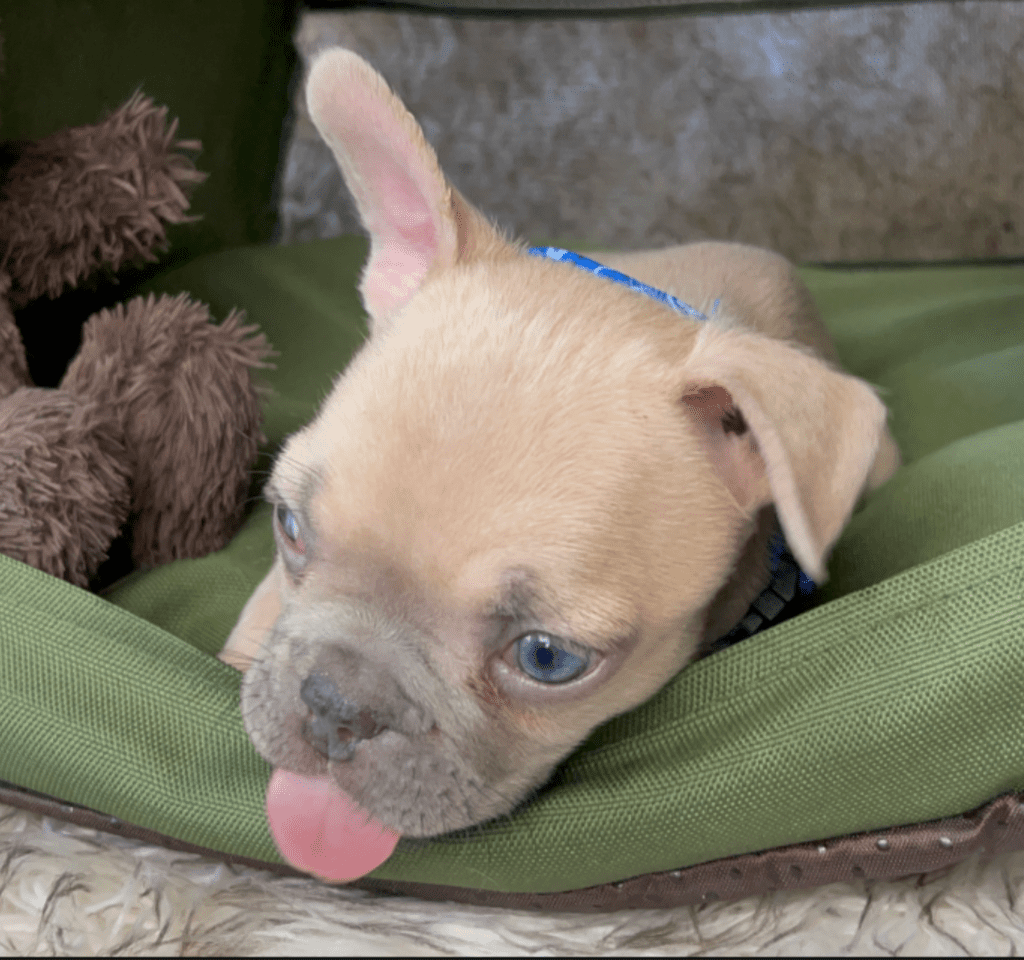 Rush | Lilac Fawn French Bulldog Male | Born February 27th 2023 |