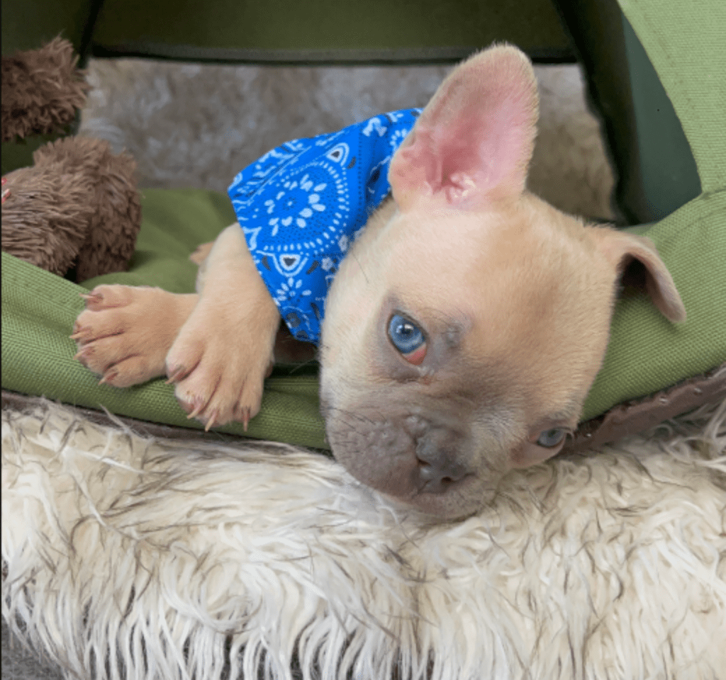 Rush | Lilac Fawn French Bulldog Male | Born February 27th 2023 |