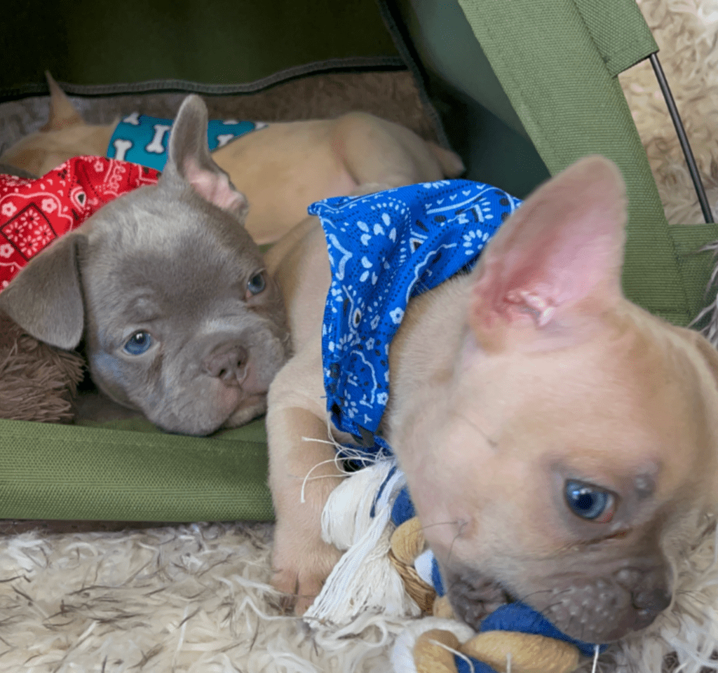 Rush | Lilac Fawn French Bulldog Male | Born February 27th 2023 |
