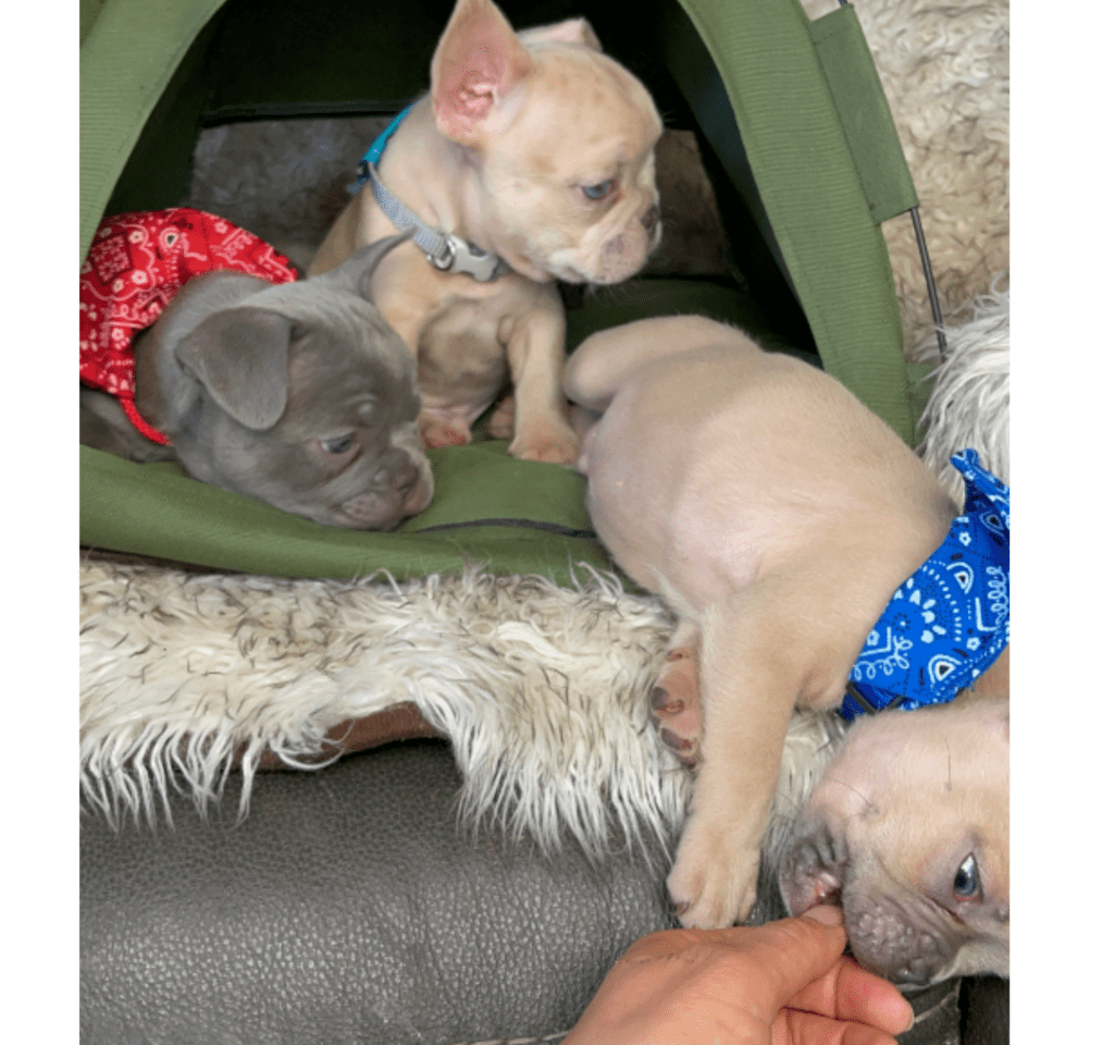 Rush | Lilac Fawn French Bulldog Male | Born February 27th 2023 |