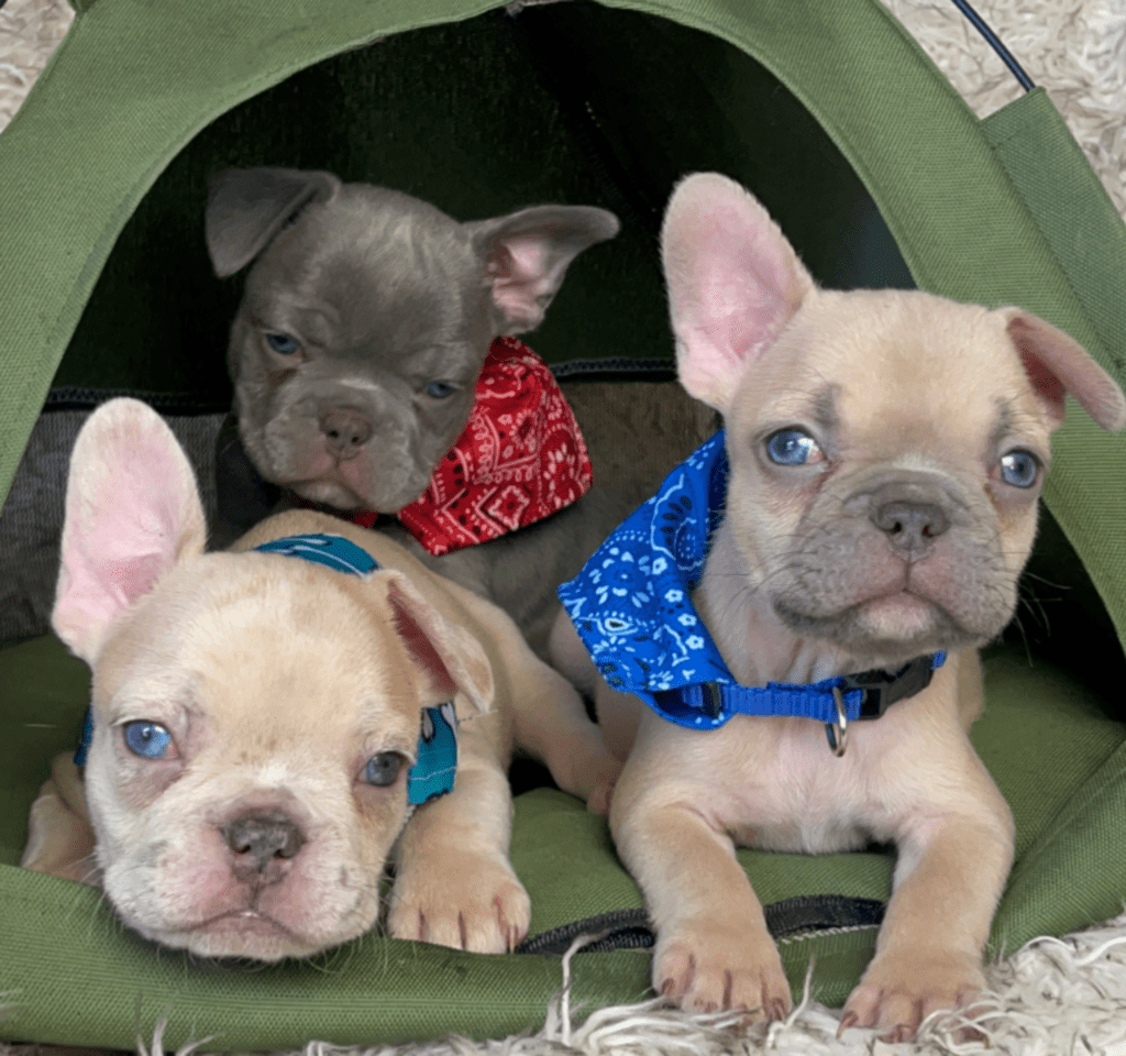 Rush | Lilac Fawn French Bulldog Male | Born February 27th 2023 |