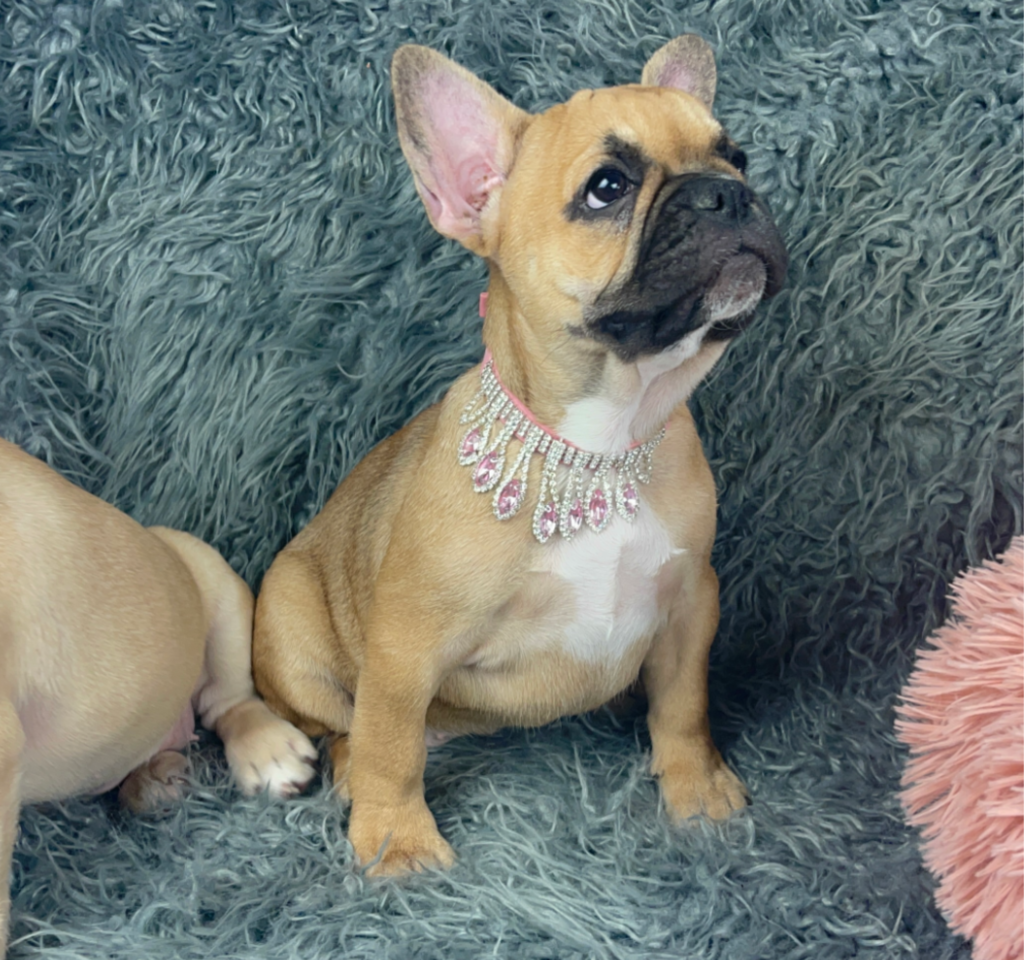 Queenie Fawn French Bulldog Female | Born January 23rd, 2023
