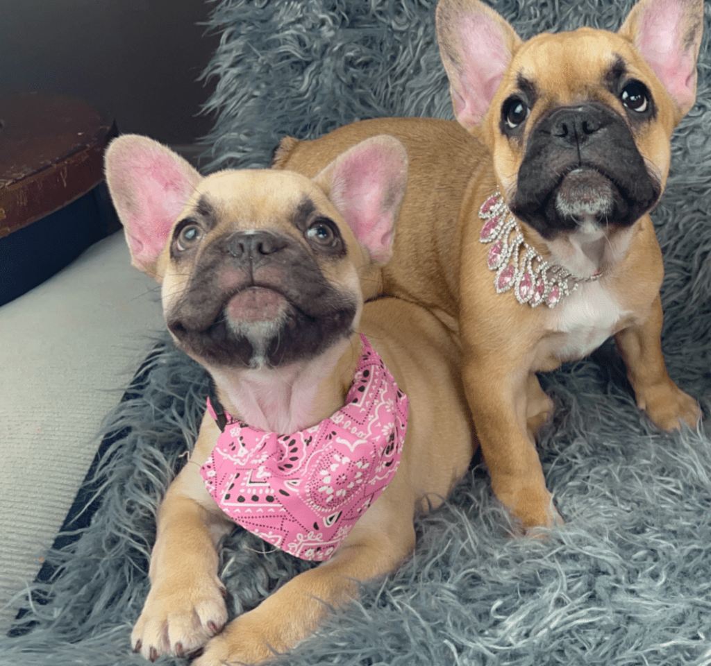 Quest Chocolate Fawn French Bulldog Female | Ready April 3rd, 2023
