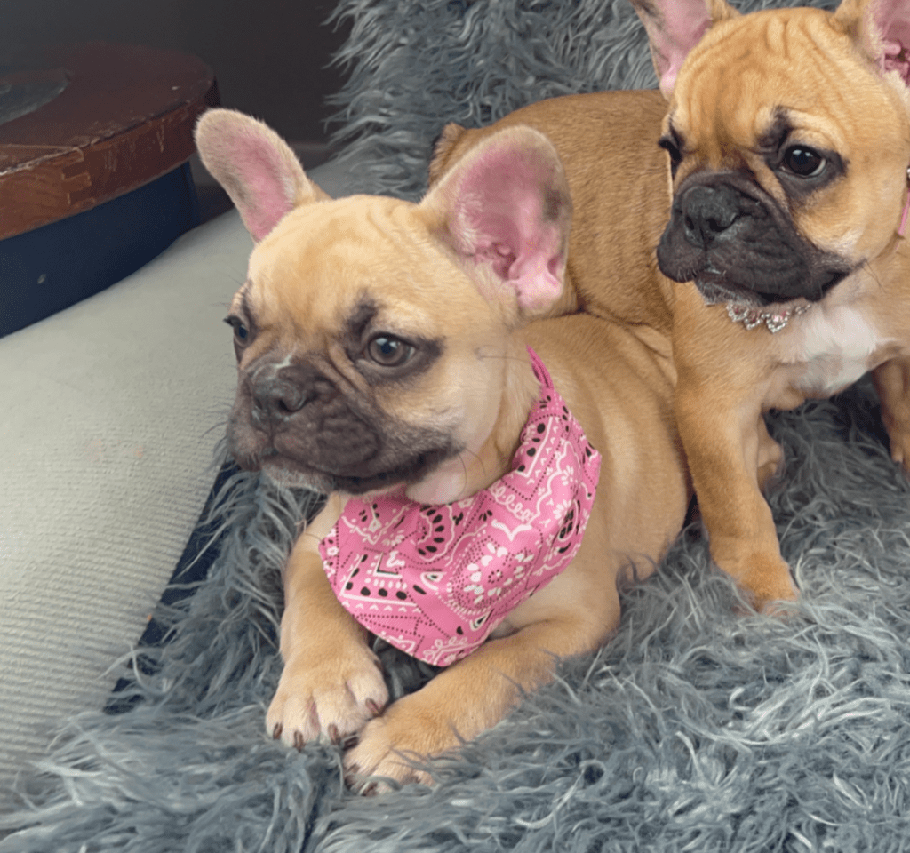 Quest Chocolate Fawn French Bulldog Female | Ready April 3rd, 2023