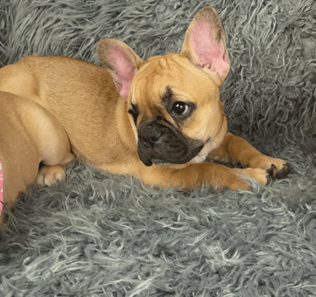 Queenie Fawn French Bulldog Female | Born January 23rd, 2023