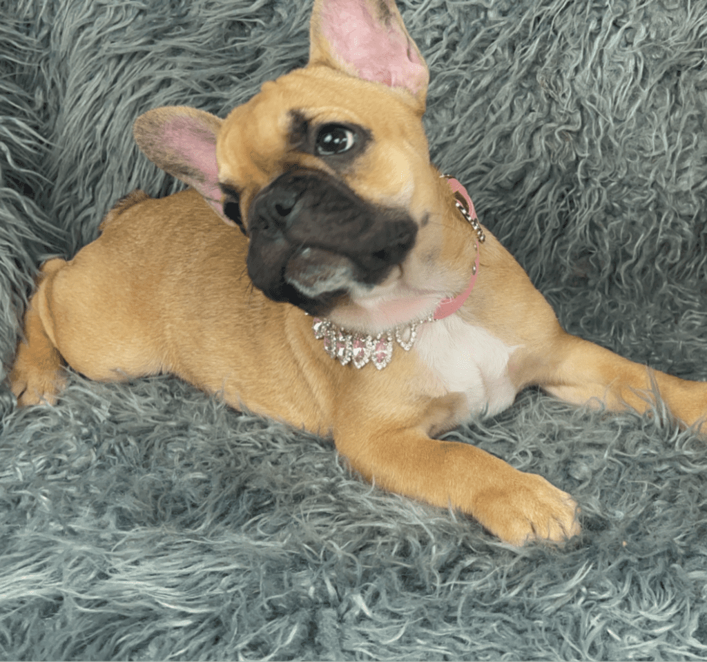 Queenie Fawn French Bulldog Female | Born January 23rd, 2023