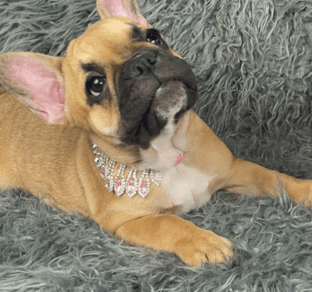 Queenie Fawn French Bulldog Female | Born January 23rd, 2023