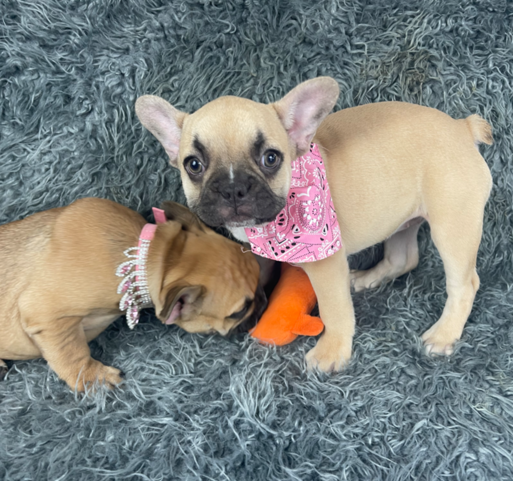 Quest Chocolate Fawn French Bulldog Female | Ready April 3rd, 2023