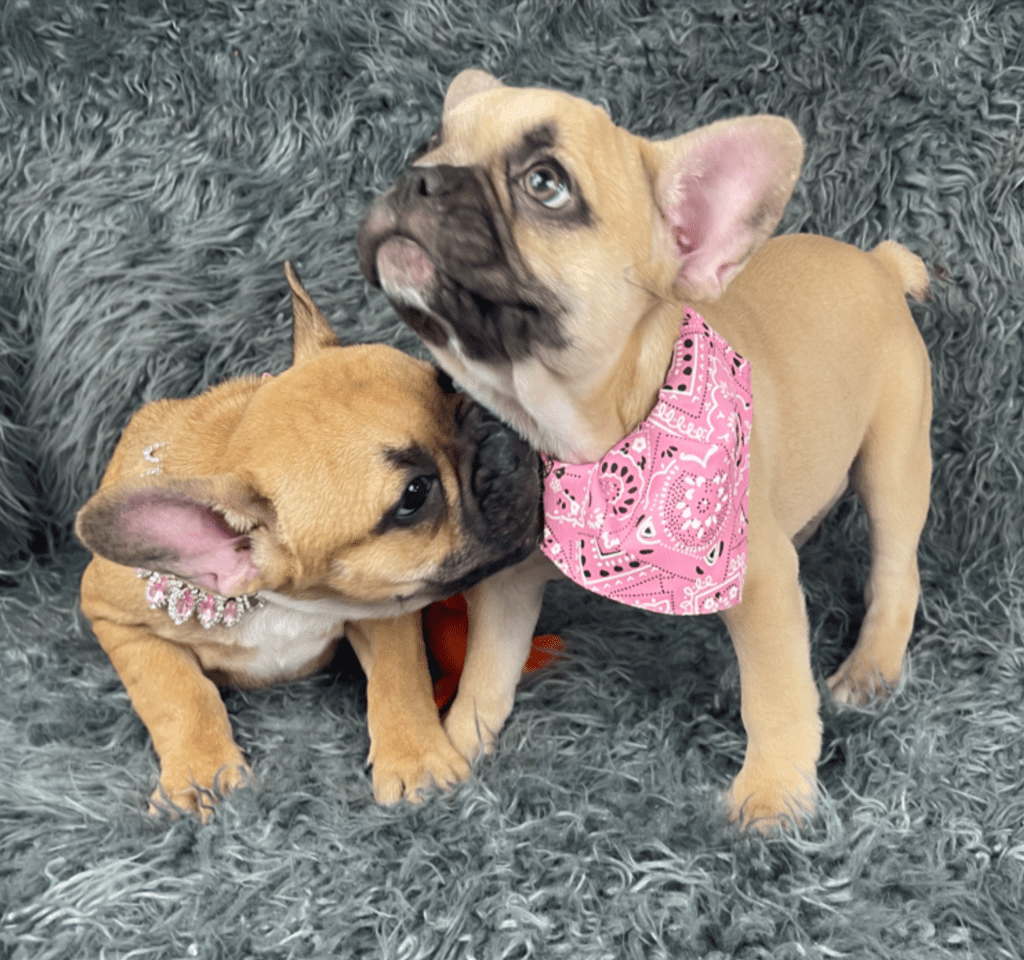 Quest Chocolate Fawn French Bulldog Female | Ready April 3rd, 2023