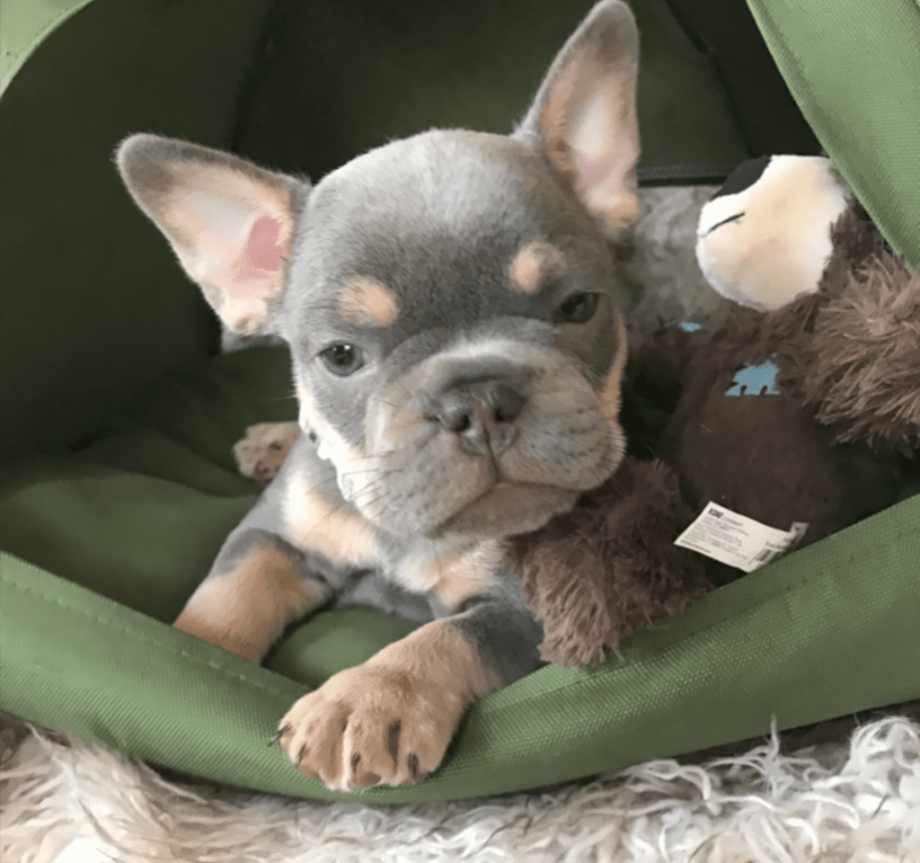 Salem Lilac and Tan French Bulldog Male | Adopted