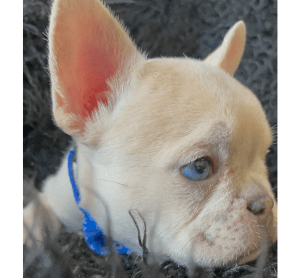 Sanford Lilac Fawn Merle French Bulldog Male | Born March 2nd 2023