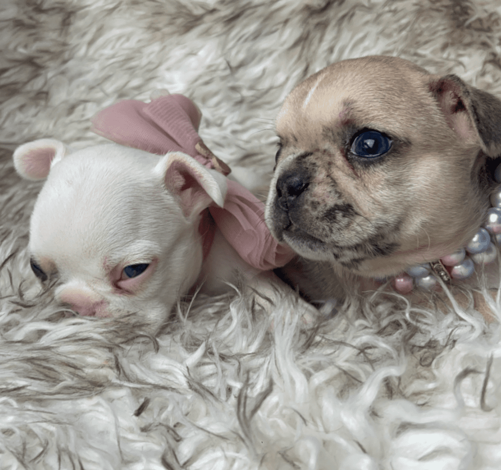 Cookie | Fawn Merle French Bulldog Female | Born 03/26/2023​