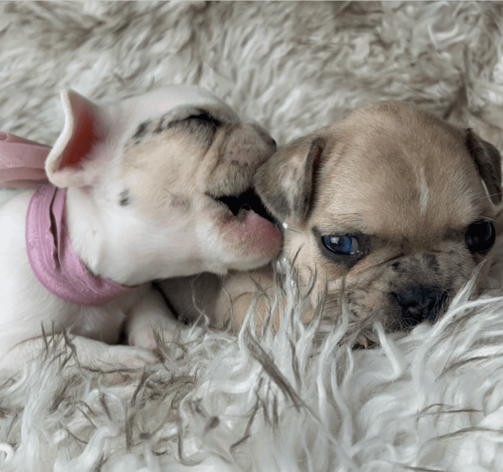 Cookie | Fawn Merle French Bulldog Female | Born 03/26/2023​