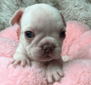 Karma | Cream French Bulldog Female | Born May 10th, 2023​