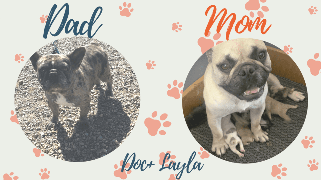 Fawn, Brindle, & Merle French Bulldog Litter| Born March 26, 2023