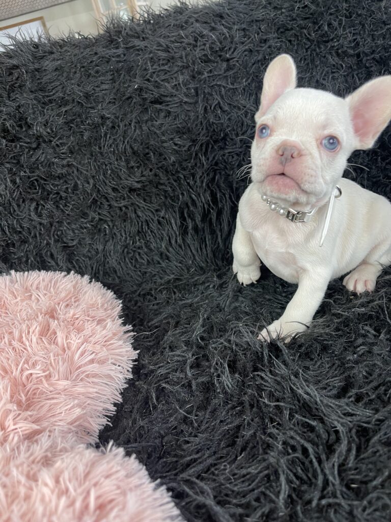 Sonoma Platinum French Bulldog Female | Ready May 12th