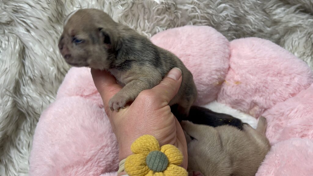 Fawn, Brindle, & Merle French Bulldog Litter| Born March 26, 2023