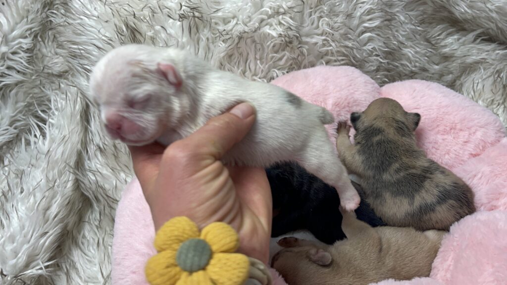 Fawn, Brindle, & Merle French Bulldog Litter| Born March 26, 2023