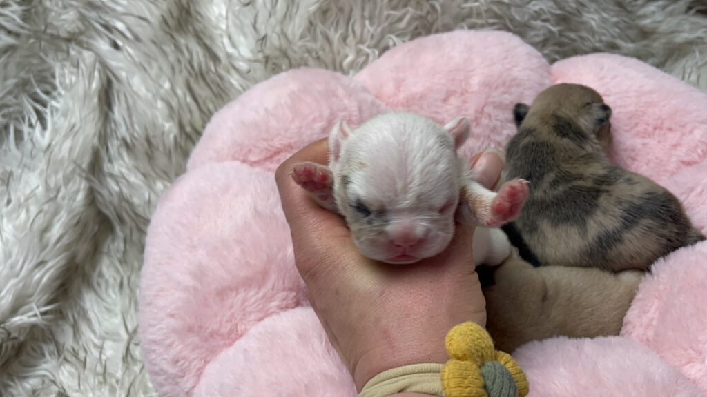 Fawn, Brindle, & Merle French Bulldog Litter| Born March 26, 2023
