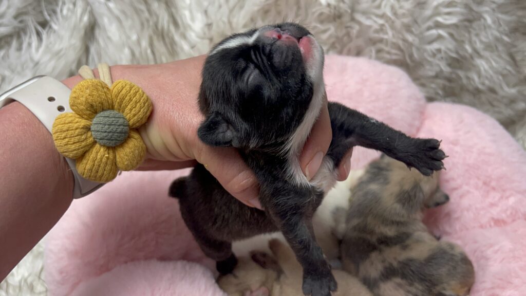 Fawn, Brindle, & Merle French Bulldog Litter| Born March 26, 2023