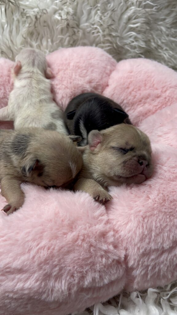 Fawn, Brindle, & Merle French Bulldog Litter| Born March 26, 2023