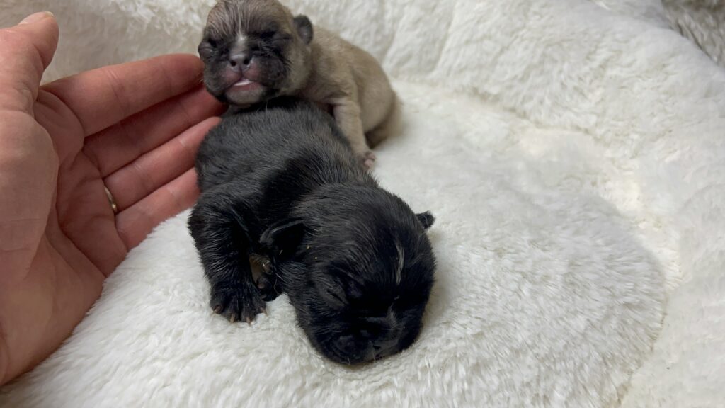 Fawn, Brindle, & Merle French Bulldog Litter| Born March 26, 2023