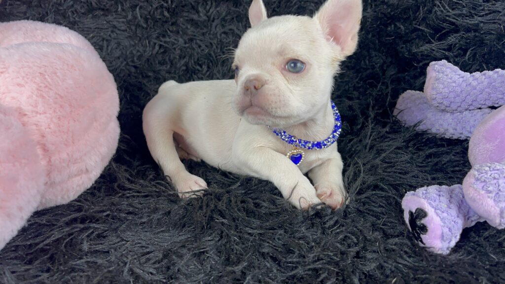 Star Platinum French Bulldog Female | Miss Tiny