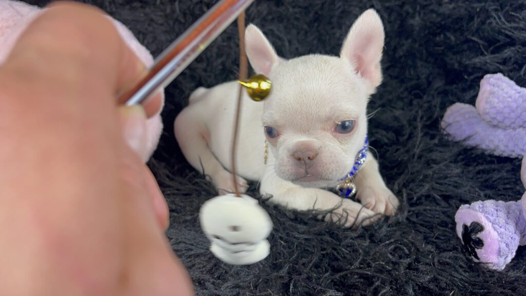 Star Platinum French Bulldog Female | Miss Tiny