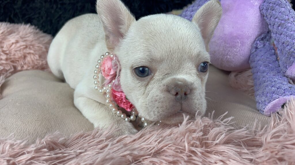 Skye Platinum French Bulldog Female | Ready May 12th!