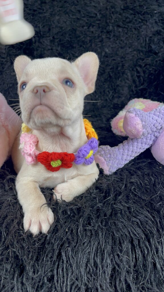 Sydney Platinum French Bulldog Female | Ready May 12th