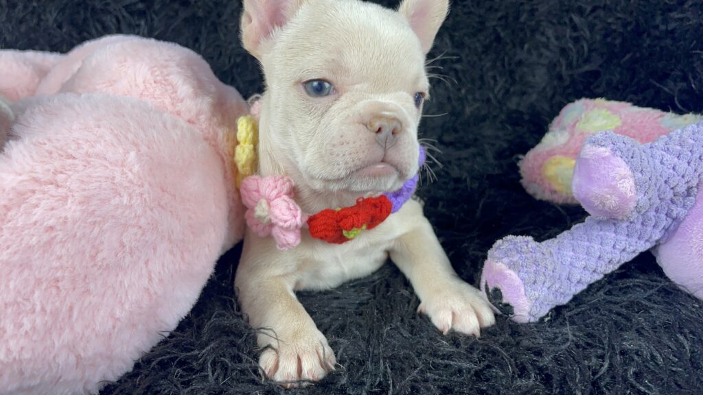 Sydney Platinum French Bulldog Female | Ready May 12th
