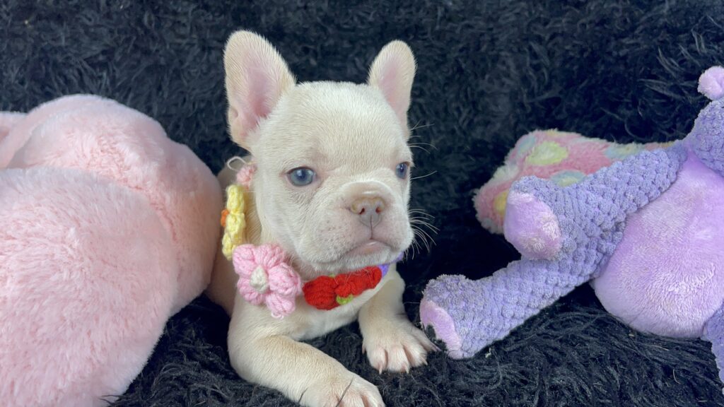 Sydney Platinum French Bulldog Female | Ready May 12th