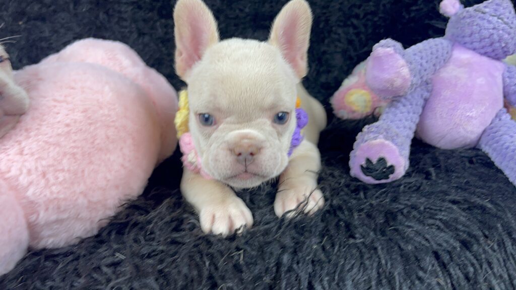 Sydney Platinum French Bulldog Female | Ready May 12th