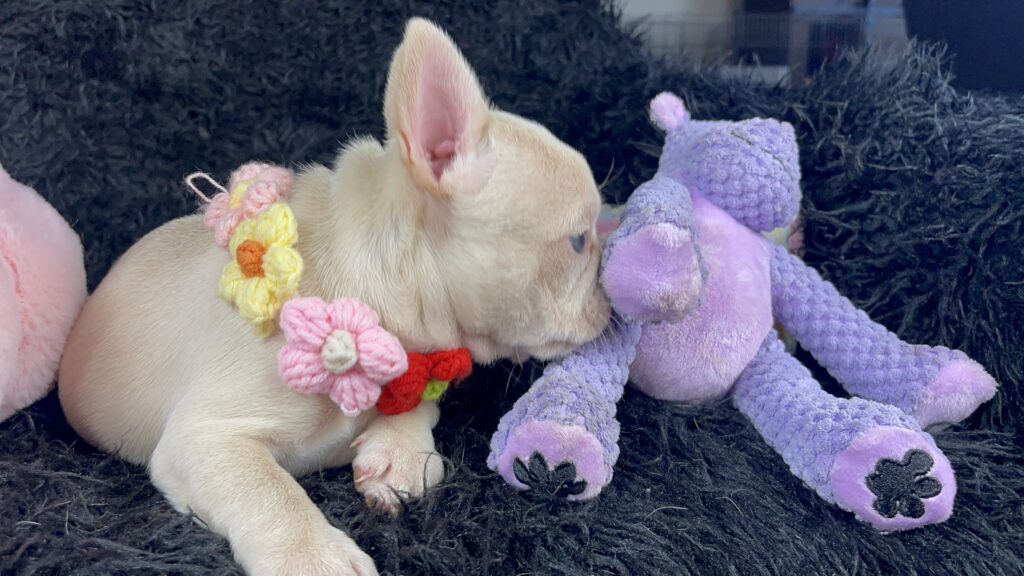 Sydney Platinum French Bulldog Female | Ready May 12th